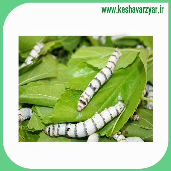 جعبه تخم نوغان- دولتی