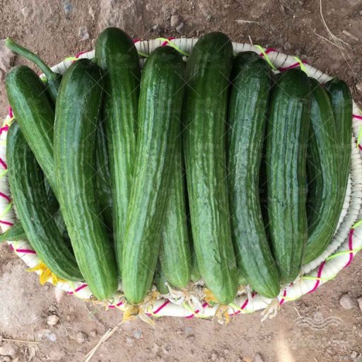 بذر خیار هیمالیا نیکرسون