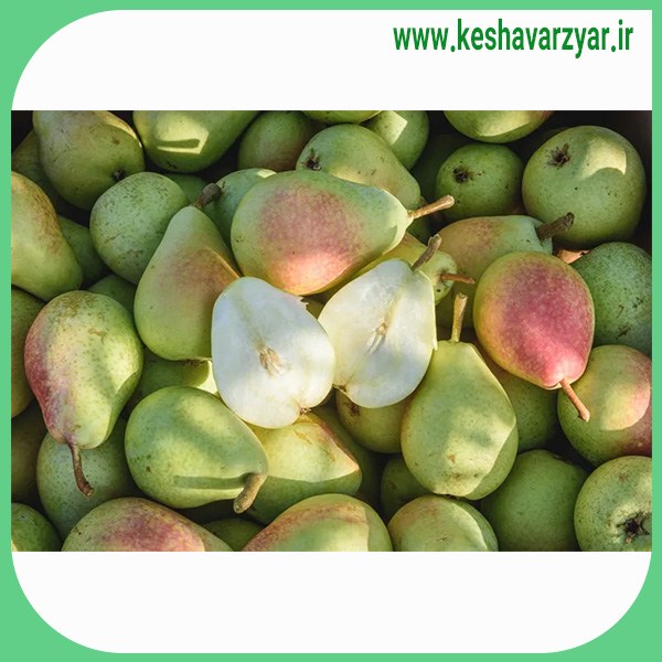 گلابی اعلا درشت 250 جعبه