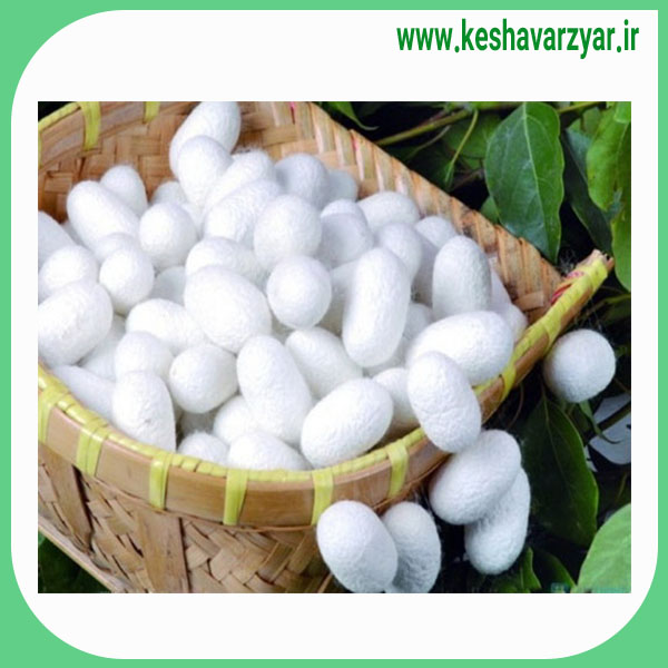 پیله کرم ابریشم