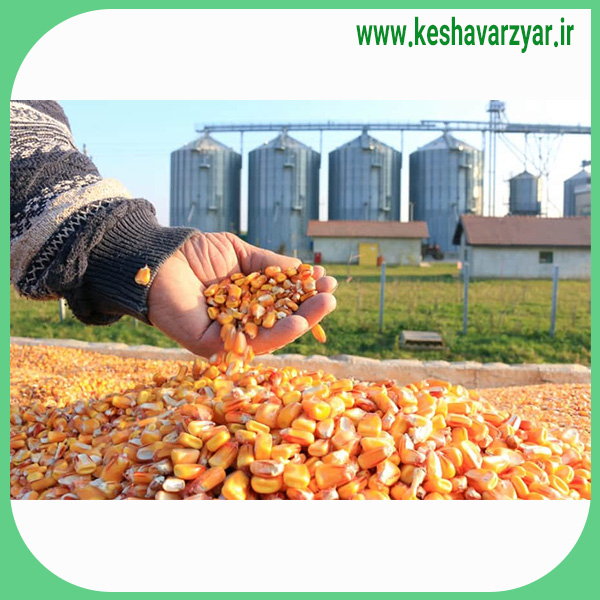 ذرت دانه ای دندان اسبی 15 تن