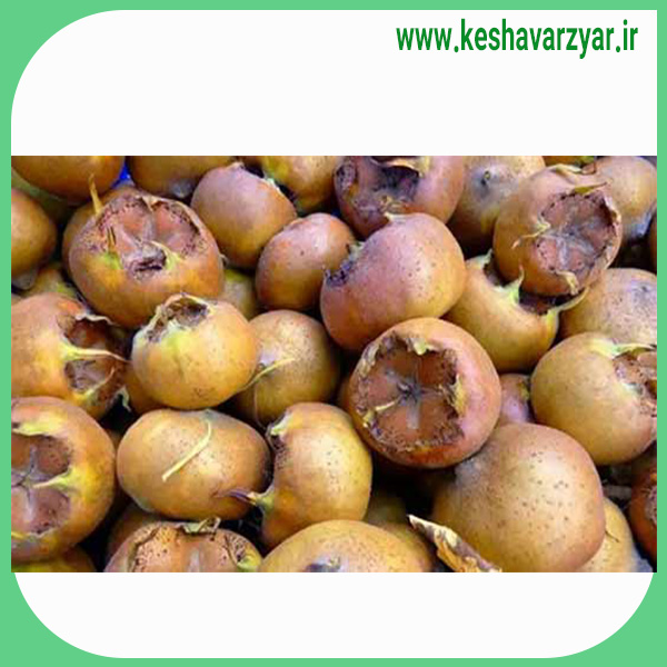 ازگیل نو برونه چین اول