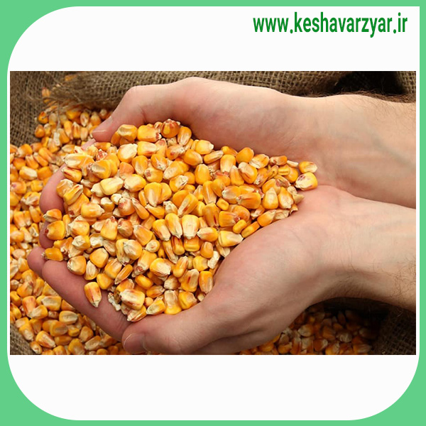 ذرت خوراک دام