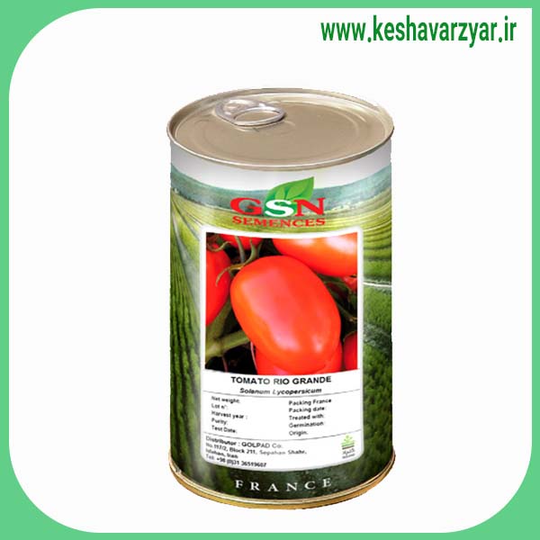 بذر گوجه فرنگی رقم ریوگراند