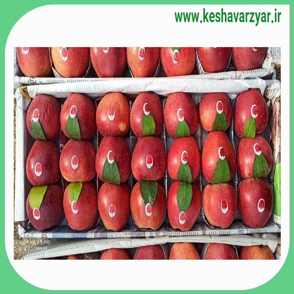 5 تن سیب مراغه