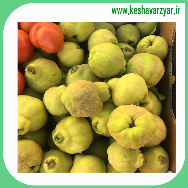 به صادراتی اعلا سمنان