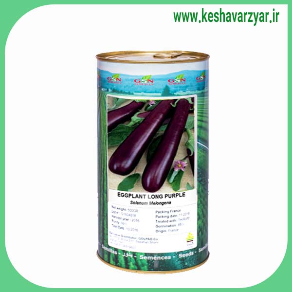 بذر بادمجان رقم لانگ پرپل